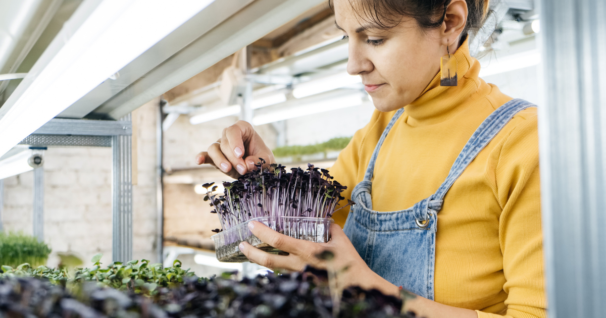 Eine Person in gelbem Rollkragenpullover und Jeans-Latzhose überprüft ein Tablett mit lila Microgreens in einer Indoor-Anlage mit Pflanzenregalen und künstlicher Beleuchtung.
