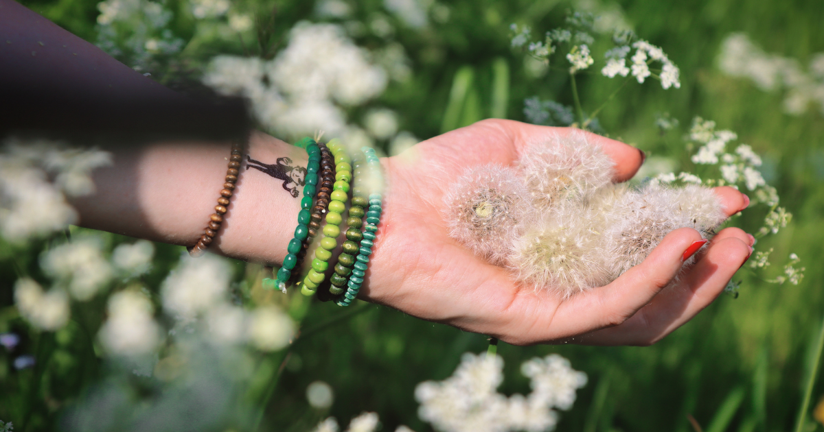Eine Hand mit bunt gestapelten Armbändern hält mehrere flauschige Löwenzahnsamenbüschel, umgeben von weißen Wildblumen im Grünen.