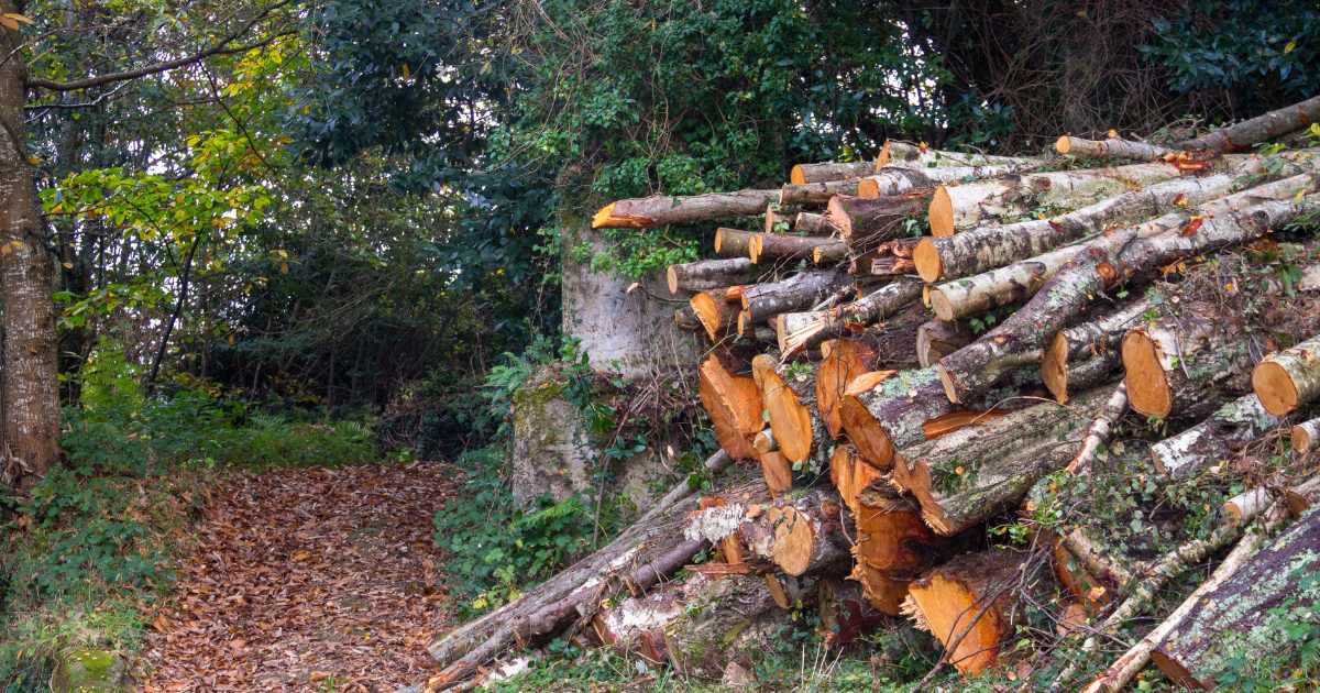 Gestapelte Baumstämme liegen am Rand eines bewaldeten Weges in einer herbstlichen Waldlandschaft.