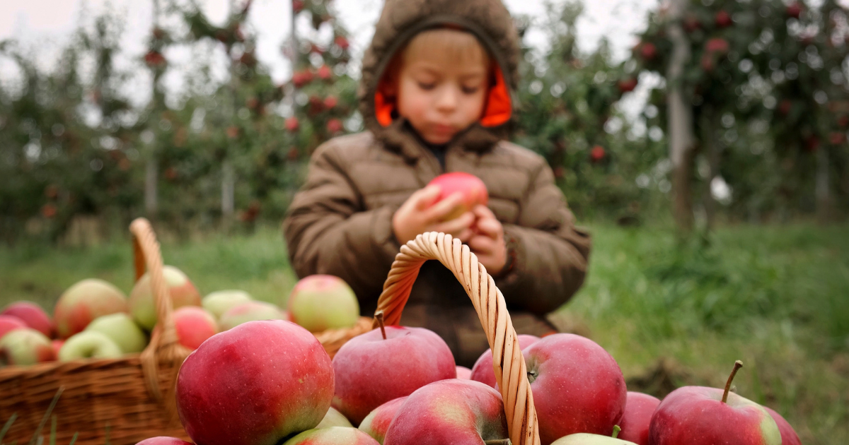 Ein kleines Kind in warmer Jacke sitzt im Apfelgarten und hält einen Apfel in den Händen; im Vordergrund stehen Körbe voller frisch geernteter Äpfel.