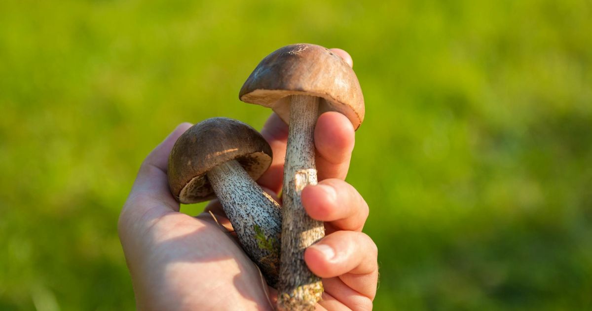 Person hält zwei Pilze in der Hand, dahinter grünes Gras